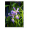Purple Iris Card