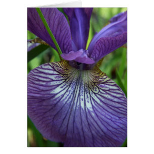 Purple Iris Card