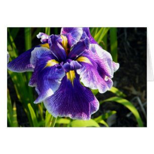 Purple Iris Card