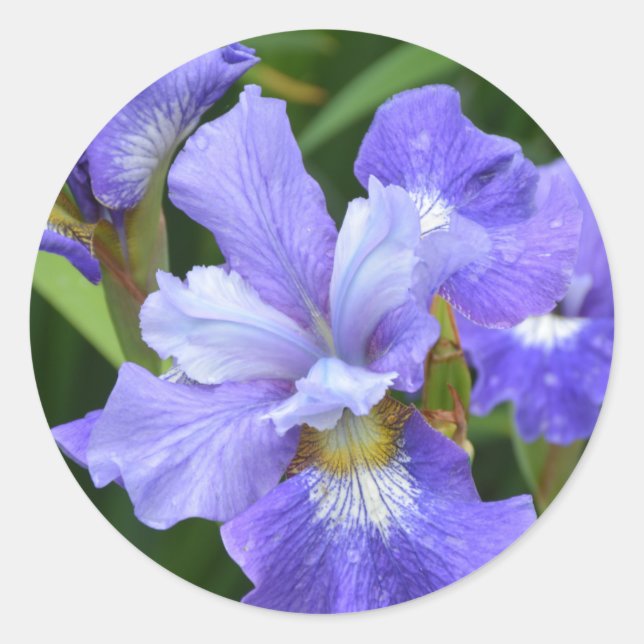 Purple iris classic round sticker (Front)