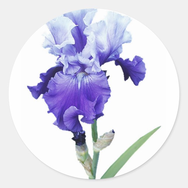 purple iris classic round sticker (Front)