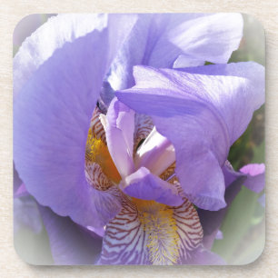 purple iris coaster