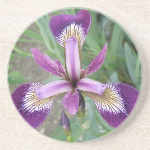 Purple Iris Coasters