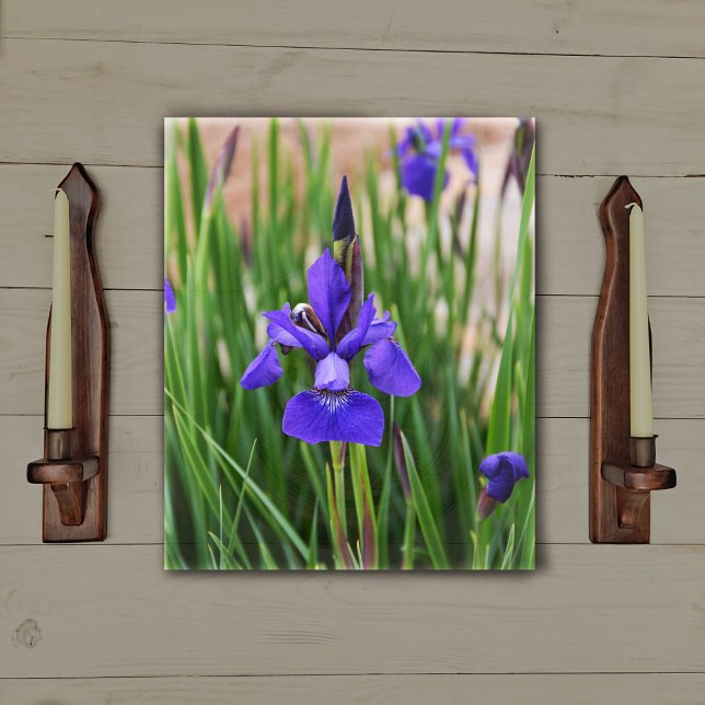 Purple Iris Floral Botanical Photographic Canvas Print (Creator Uploaded)