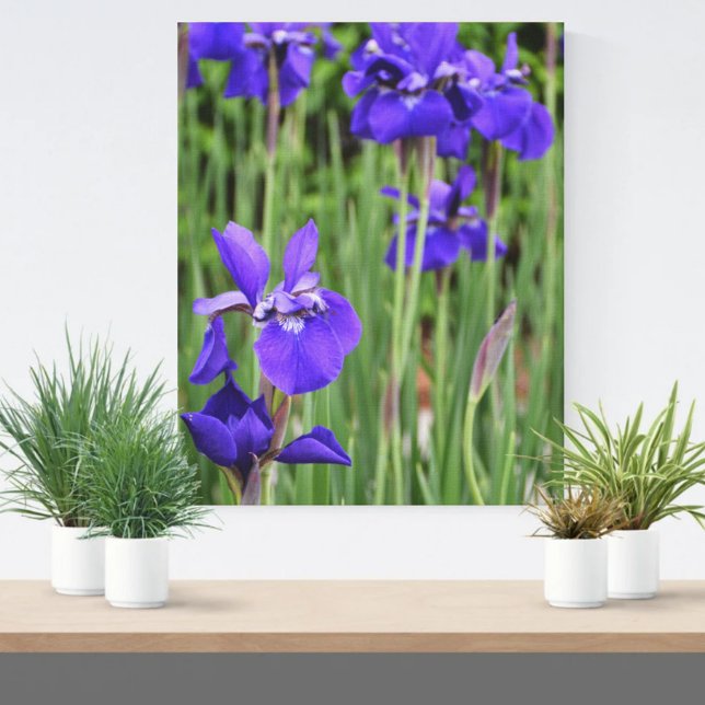 Purple Iris Floral Botanical Photographic Canvas Print (Creator Uploaded)