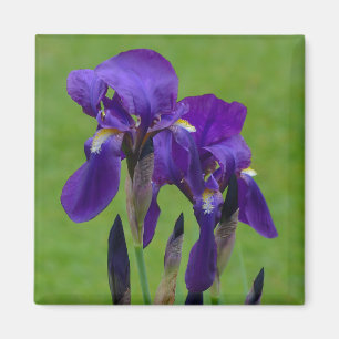 Purple Iris Flowe Magnet