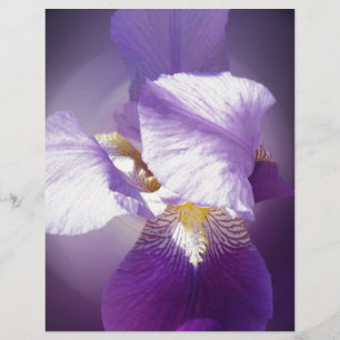 purple iris flower