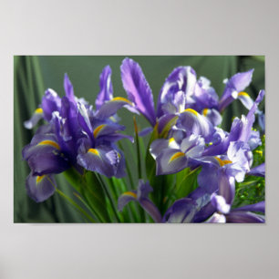 Purple Iris Flower Art Print Poster