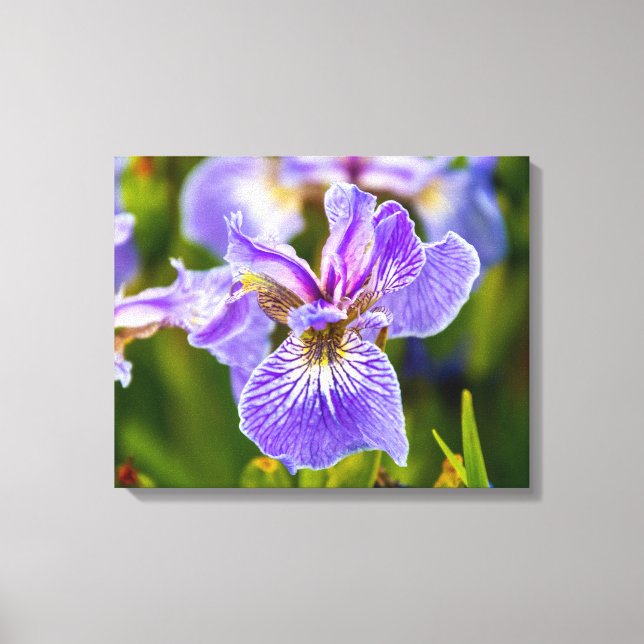 Purple Iris Flower Canvas Print (Front)