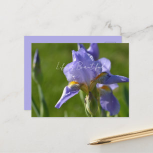 Purple Iris Flower (my photography) Postcard