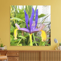 Purple Iris Flower Outdoor Garden Nature Photo