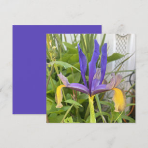 Purple Iris Flower Outdoor Garden Nature Photo Card