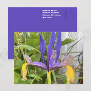 Purple Iris Flower Outdoor Garden Nature Photo Postcard