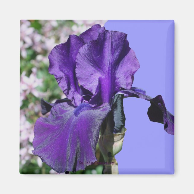 Purple Iris Flower Photo Magnet (Front)