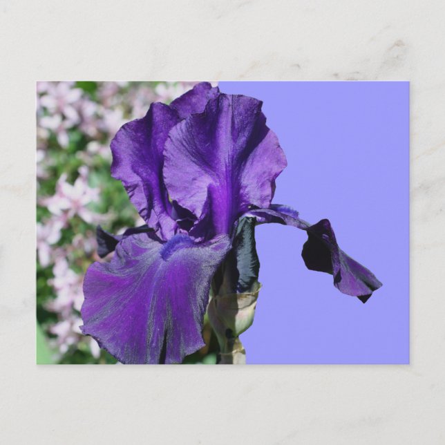 Purple Iris Flower Photo Postcard (Front)