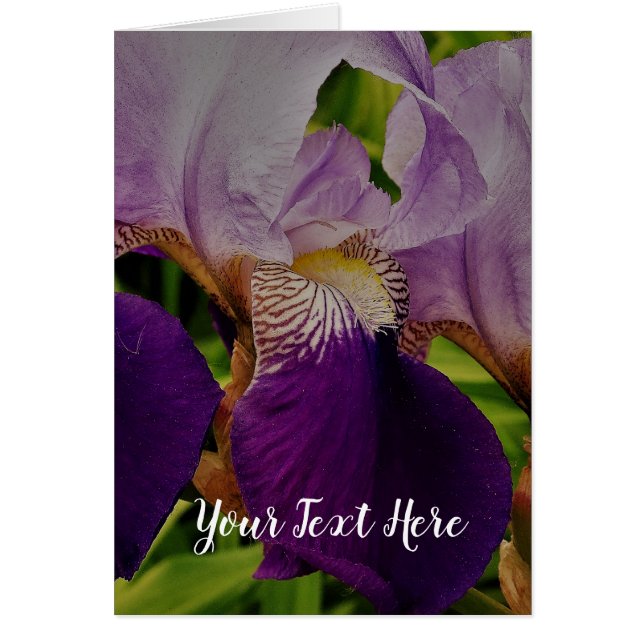 Purple Iris Flower Photo Postcard (Front)