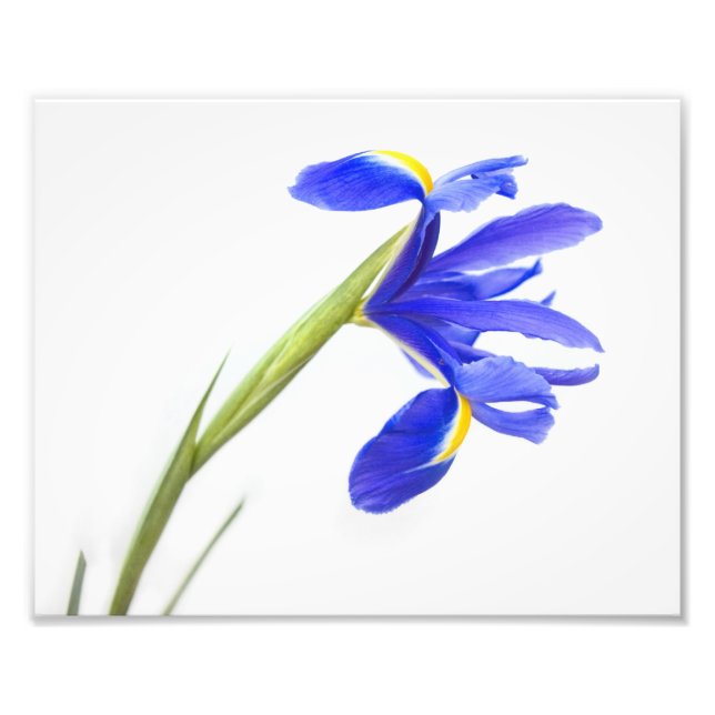 Purple Iris Flower Photo Print (Front)