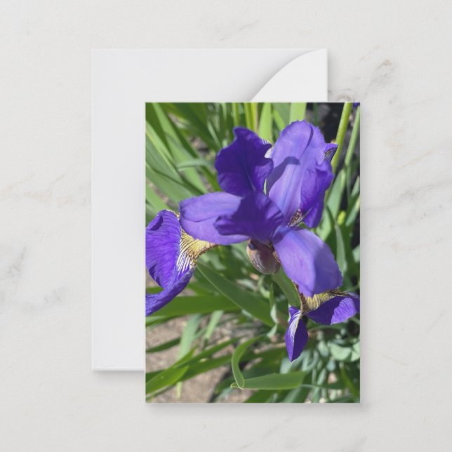 Purple Iris Flower Photograph  Card (Front)