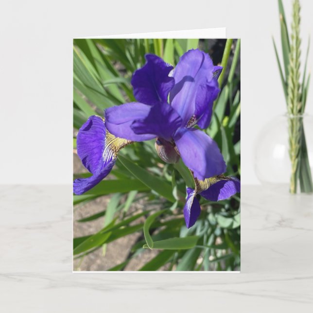 Purple Iris Flower Photograph Greeting  Card (Front)
