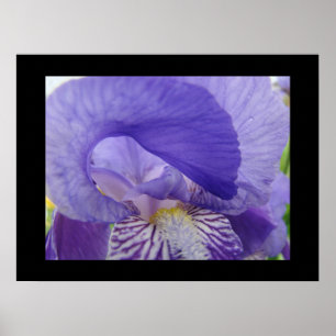 Purple Iris Flowers art prints Irises Floral