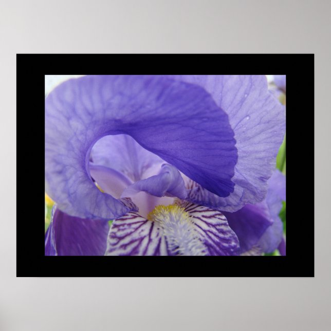 Purple Iris Flowers art prints Irises Floral (Front)