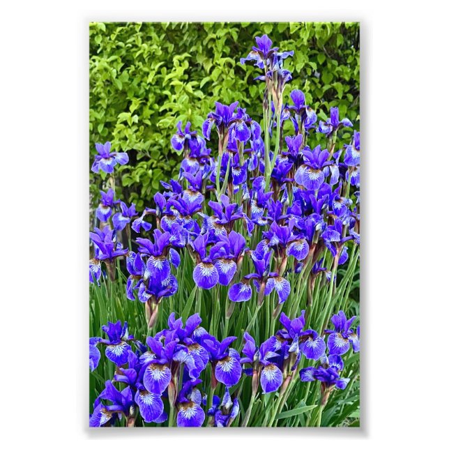 Purple Iris Flowers By The Sidewalk Photo Print (Front)