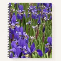 Purple Iris Flowers Nature Plants Photography