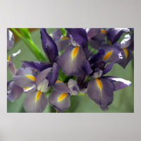 Purple Iris Flowers Poster Art Print