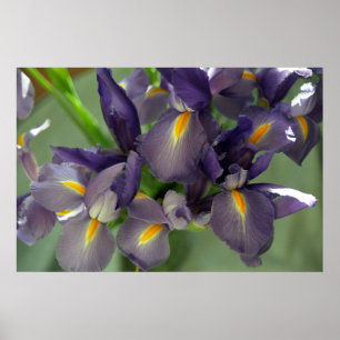 Purple Iris Flowers Poster Art Print
