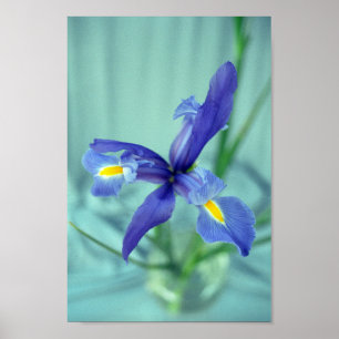 Purple Iris Flowers Poster Art Print