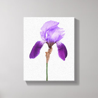 Purple iris flowers trendy boho floral glam girly canvas print