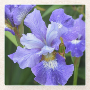 Purple iris glass coaster