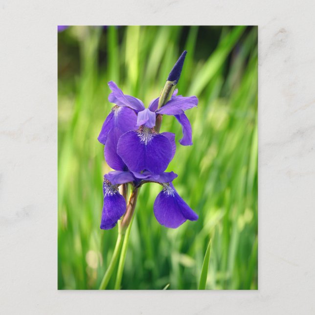 Purple Iris Holiday Postcard (Front)