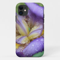 Purple Iris (Iris Germanica)
