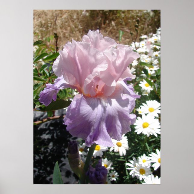 Purple Iris Irises Cottage Garden art Plant Poster (Front)