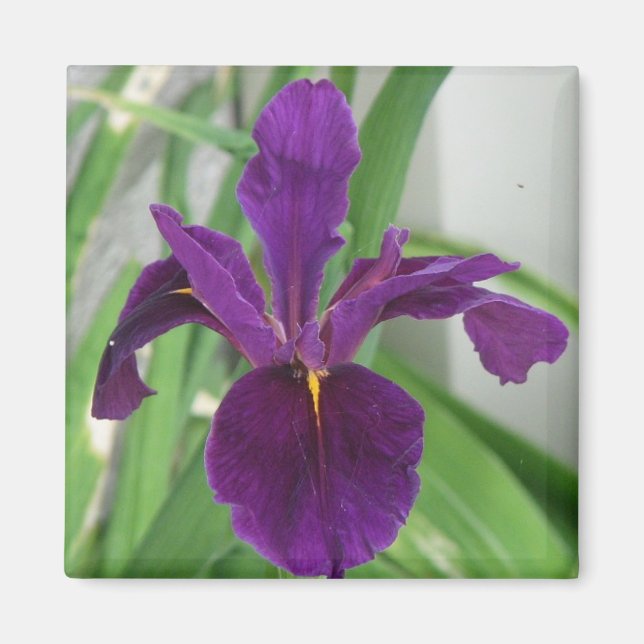 Purple Iris Magnet (Front)