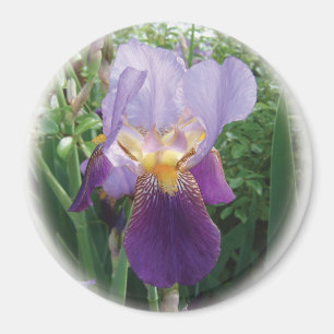 Purple Iris Magnet