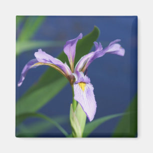 Purple Iris Magnet