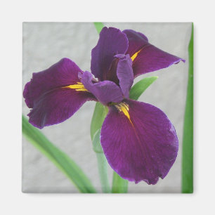 Purple Iris Magnet