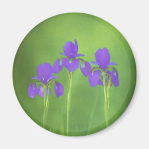 Purple Iris Painting - Original Flower Art Magnet