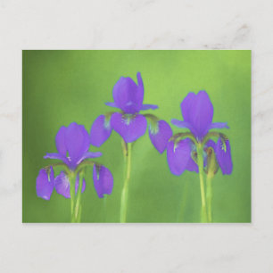 Purple Iris Painting - Original Flower Art Postcard