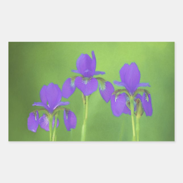Purple Iris Painting - Original Flower Art Rectangular Sticker (Front)