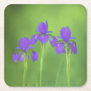 Purple Iris Painting - Original Flower Art Square Paper Coaster