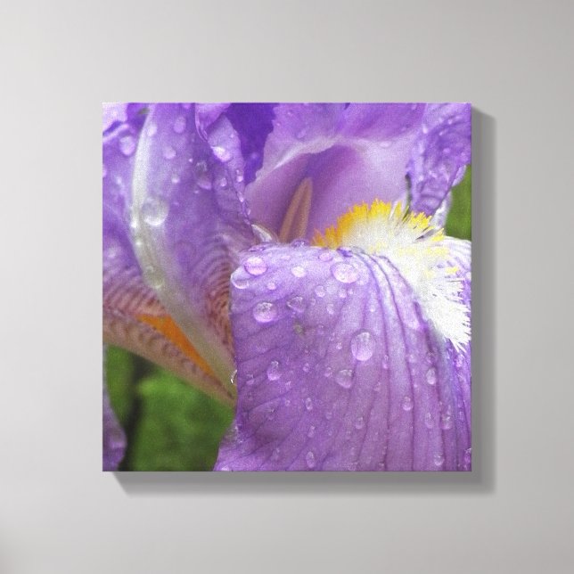 Purple Iris Photograph Canvas Print (Front)