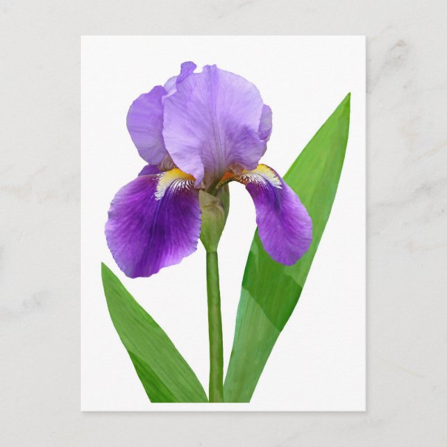 Purple Iris Postcard (Front)