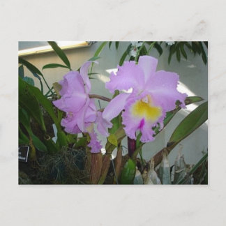 Purple Iris Postcard