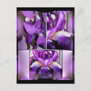 Purple Iris Postcard