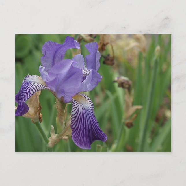 Purple Iris Postcard (Front)