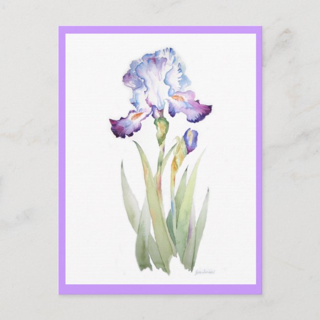 Purple Iris Postcard (Front)
