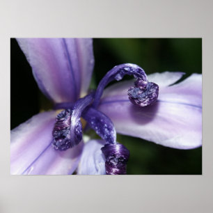 Purple Iris Poster